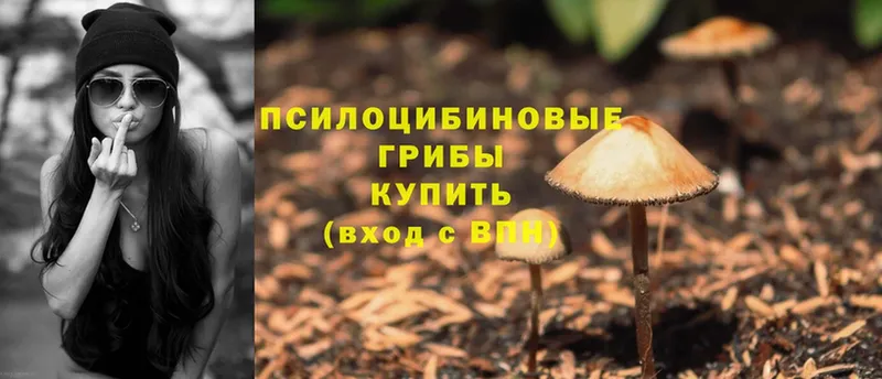 blacksprut ССЫЛКА  дарнет шоп  Кудымкар  Галлюциногенные грибы Psilocybe 